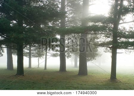 Fog in the park Alexandria. summer. nature. nobody.