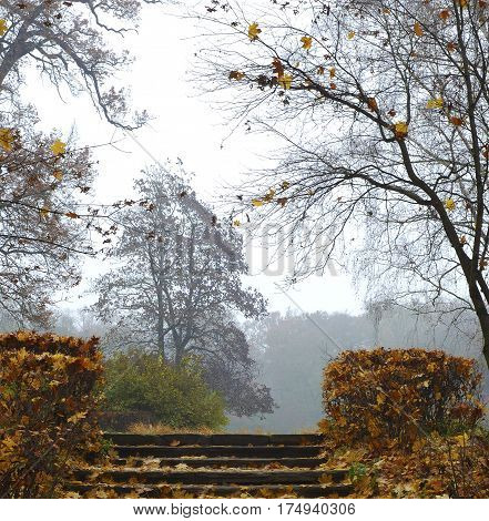 Autumn in park Aleksandriya. fall. nature. landscape. foliage.