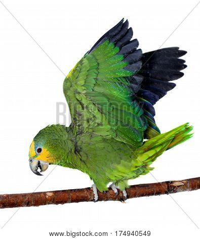 Orange-winged amazon, Amazona amazonika, isolated on the white background
