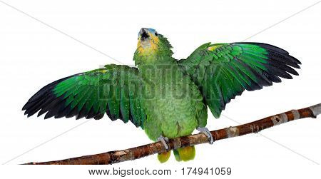 Orange-winged amazon, Amazona amazonika, isolated on the white background