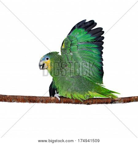 Orange-winged amazon, Amazona amazonika, isolated on the white background