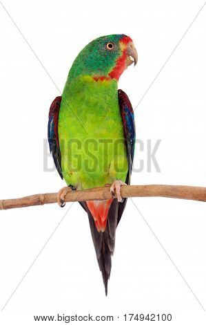 Swift Parrot, Lathamus discolor, isolated on white background