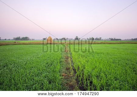 rice field in the morning with fog, Roi-ed Thailand
