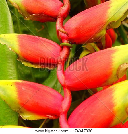 Close-up of red and yellow flower panicle of tropical plant heliconia pendula