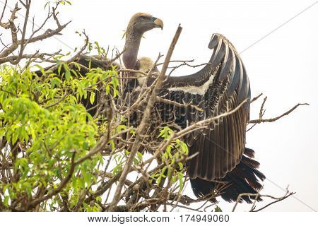 Entire vulture standing tall on top of a tree, extended wings