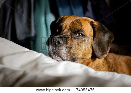 Cute Cheeky Dog Looking At Camera