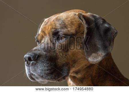 Cute Cheeky Dog Looking Left Of Camera