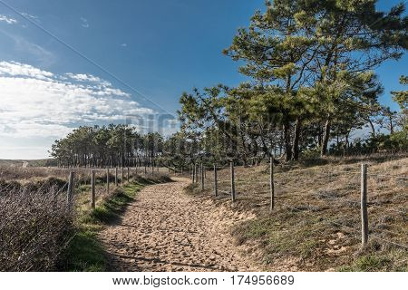Sandy path in the forest in Bretignolles-sur-mer (France)