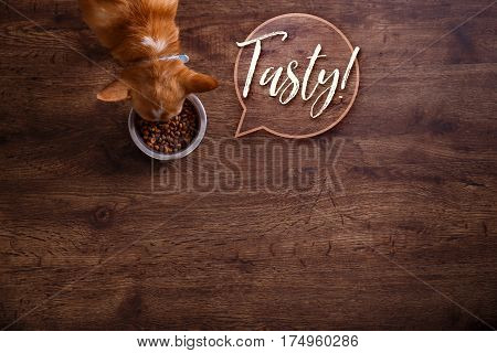 Chihuahua dog eat feed. Bowl of dry kibble food. Tasty speech bubble. Healthy pets meal. Blue plate on wooden rustic background.