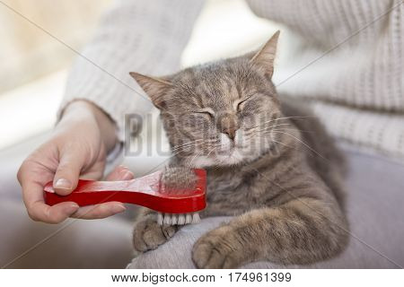 Tabby cat lying in her owner's lap and enjoying while being brushed and combed. Selective focus