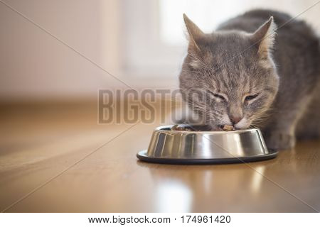 Beautiful tabby cat sitting next to a food bowl placed on the floor next to the living room window and eating. Selective focus