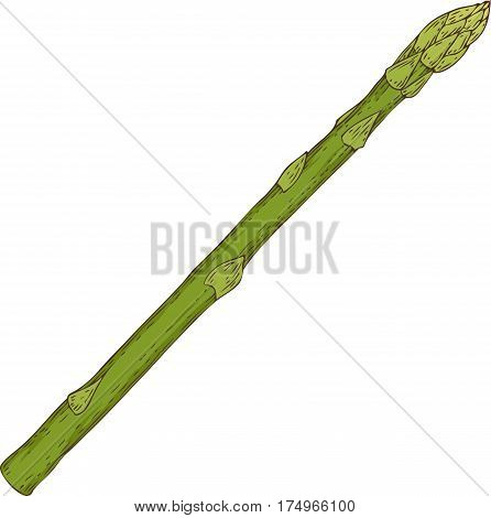Fresh Asparagus. Hand Drawn Illustration. Isolated on a White