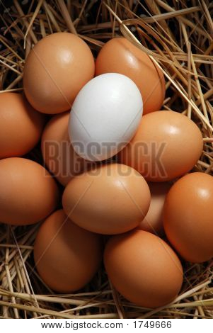 Whte huevo y huevos marrones 31