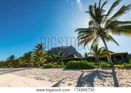Le Morne Mauritius - December 11 2015: Amazing white beaches of Mauritius island. Tropical vacation in Le Morne Beach Mauritius. Le Morne Brabant mountain in the background. Palma backlit foreground.
