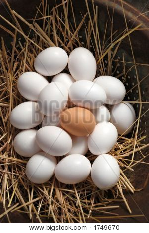 Brun och vit Eggs36