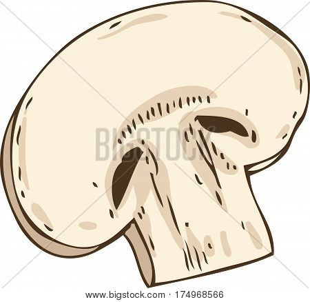 Champignon Mushroom Slice. Hand drawn Illustration. Isolated on a White