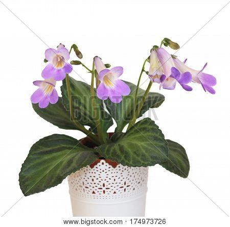Decorative plant Chirita on a white background