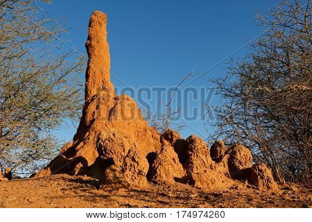 Massive termite mound against a blue sky, southern Africa