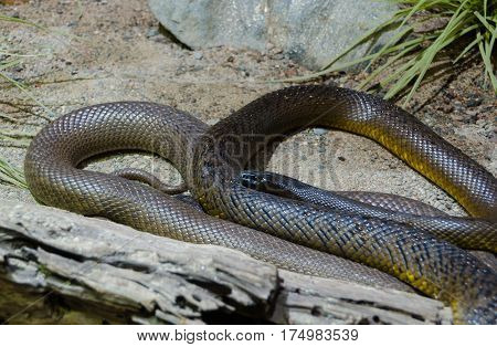 one braun and very poisen snake inland taipan