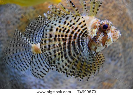 A beautiful Lionfish swimming in an Aquarium