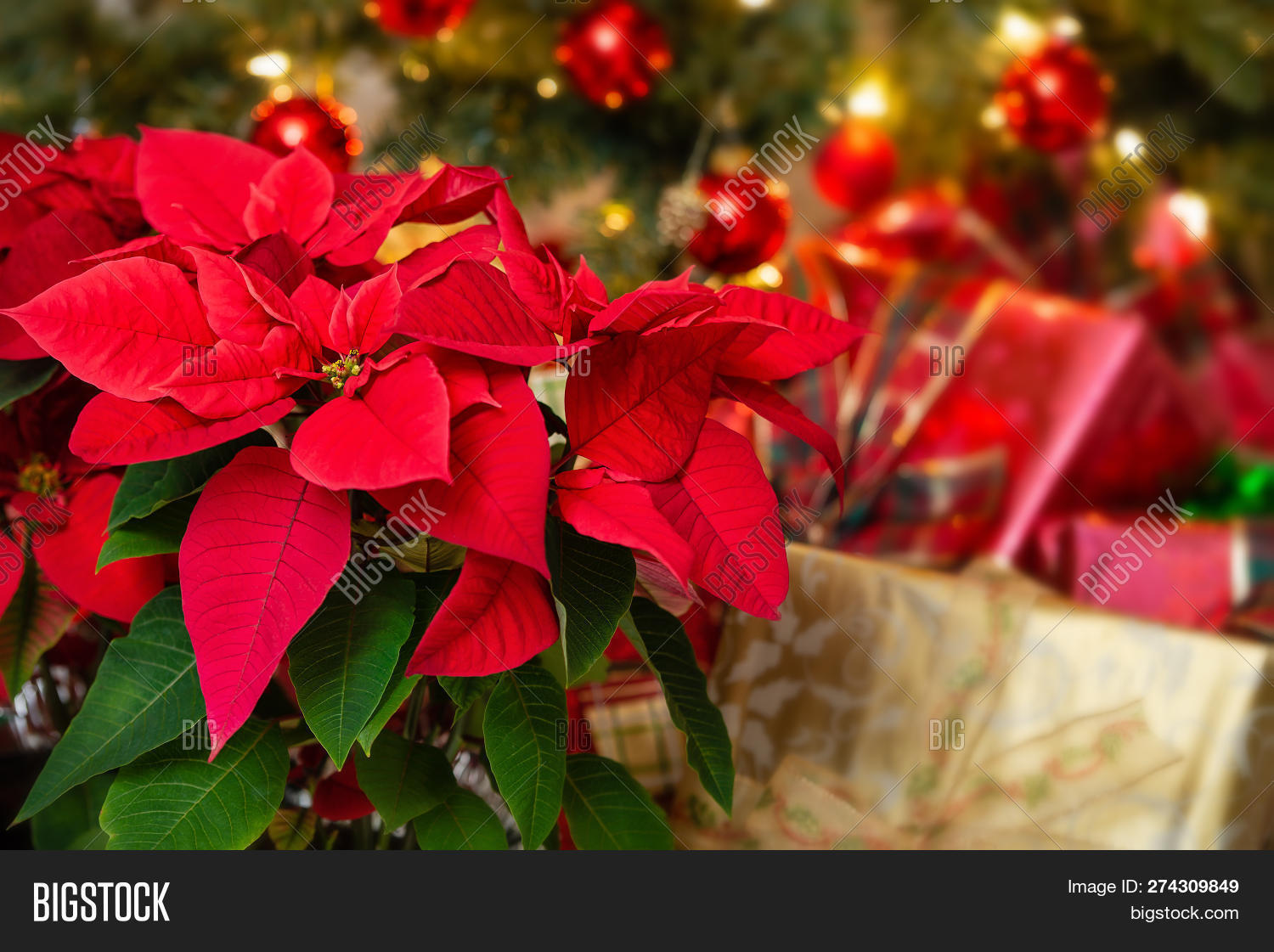 Рождественская звезда пуансеттия цветок. Poinsettia christmas tree. Катарантус пуансеттия. Пуансеттия рождественская звезда. Растение рождественское дерево.