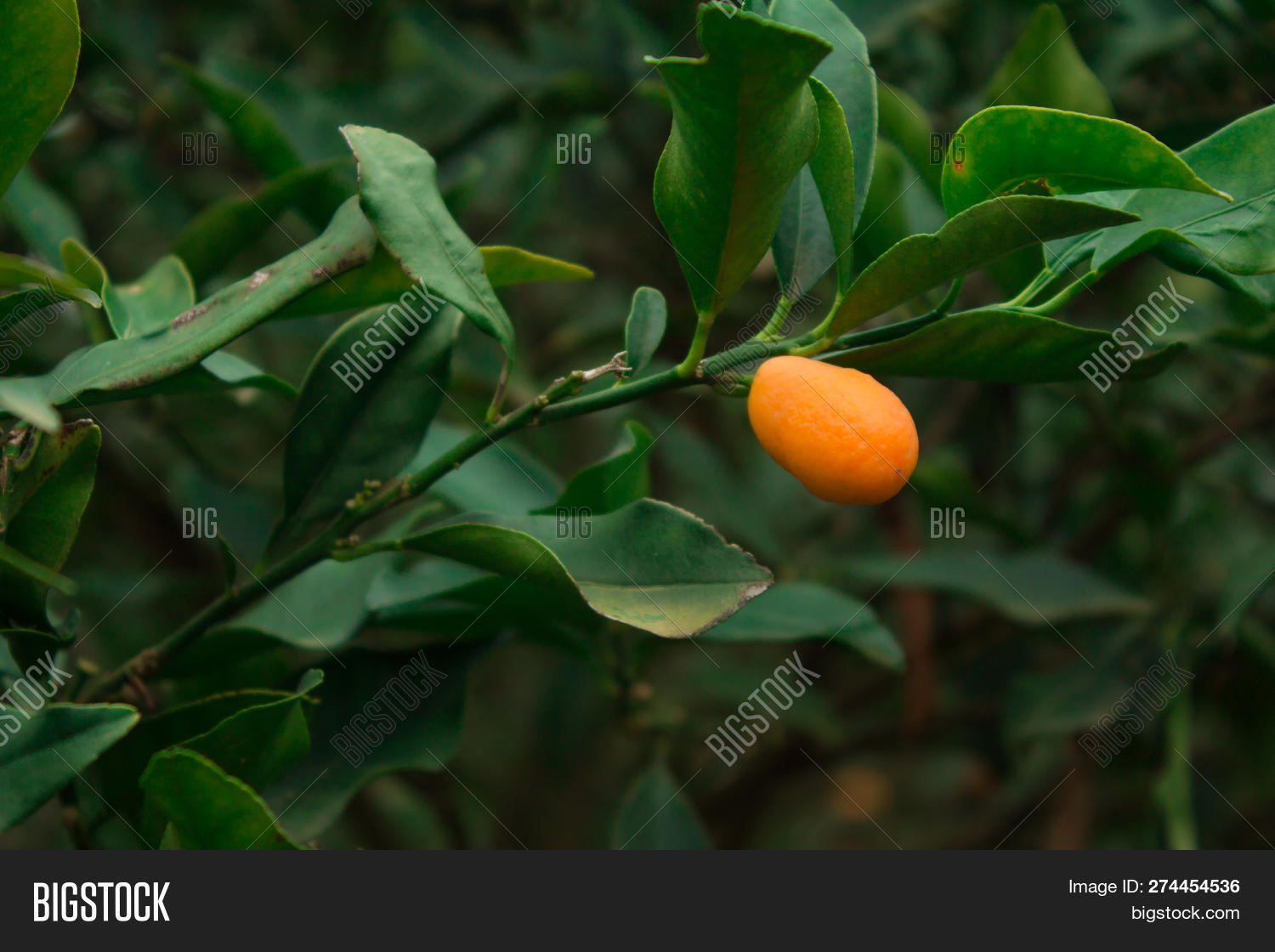 Bear Kumquat Fruit Image & Photo (Free Trial) Bigstock