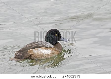 View Of A Relaxed Male Greater Scaup, Aythya Marila