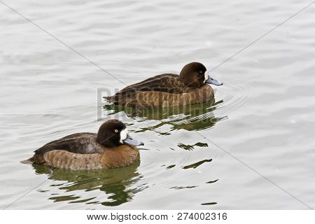 Pair Of Greater Scaup, Aythya Marila, Swimming