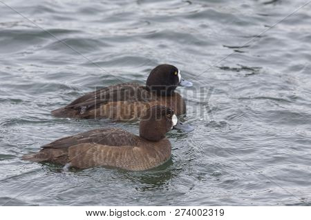 Pair Of Female Greater Scaup, Aythya Marila