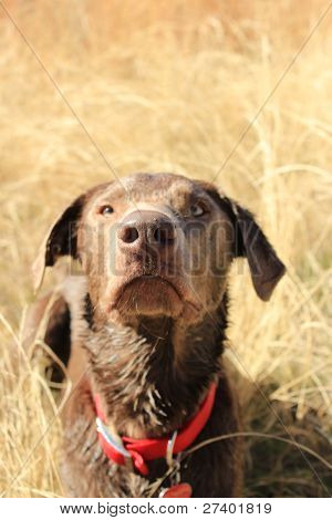 Meraklı köpek