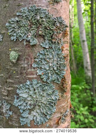 Foliose Type Lichen Growing On Tree Bark In Aspen Parkland Forest, Canada.