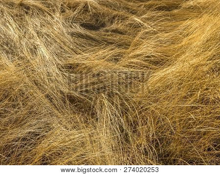 Field Of Dried Golden Grass Laid Down By The Wind.