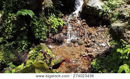 Spring Flows In The Jungle, Cold Water