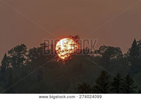 Red Glow On The Pines At Sunset On Other Man Lake In Quetico Provincial Park In Ontario