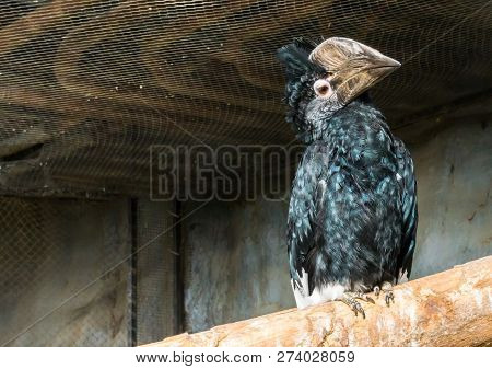 Beautiful Hornbill Bird Sitting On A Branch