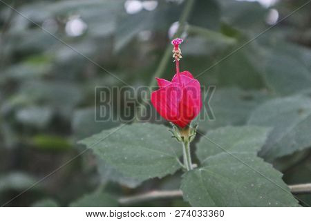 Small Red Flower On A Blurred Green Background. Pistil Sticks Out.