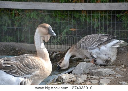 The Chinese Goose Is A  Domesticated Goose Descended From The Wild Swan Goose