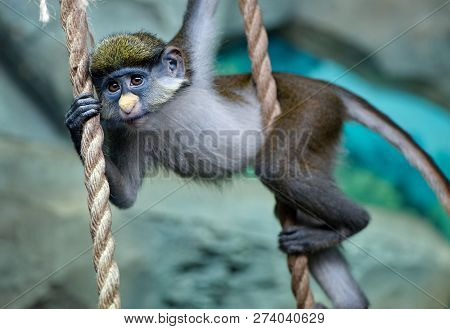 Redtail  Monkey Baby (black-cheeked White-nosed Monkey, Red-tailed Guenon) Cercopithecus Ascanius Ha