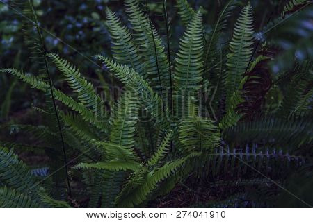 Lush Green Ferns Growing In The Rainforest Of West Coast Of Bc, Vancouver Island