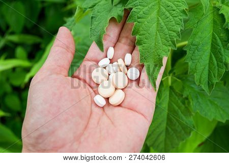 pills and medicines in the hand nature green leaf background / herb extract natural medicine pills - healthy eating with natural product herbal nourish the body