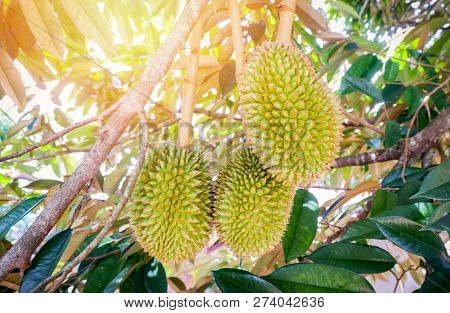 durian fruit on tree / fresh young durian tropical fruit on durian plant tree in the garden fruit summer on day
