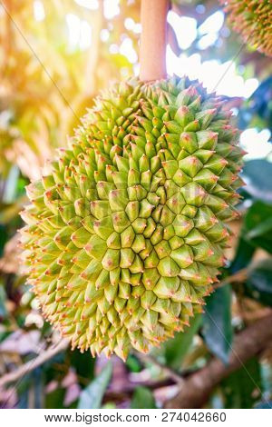 durian fruit on tree / fresh young durian tropical fruit on durian plant tree in the garden fruit summer on day
