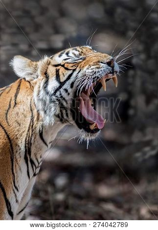 Tiger In The Nature Habitat. Tiger Male Walking Head On Composition. Wildlife Scene With Danger Anim