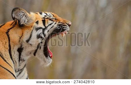 Tiger In The Nature Habitat. Tiger Male Walking Head On Composition. Wildlife Scene With Danger Anim