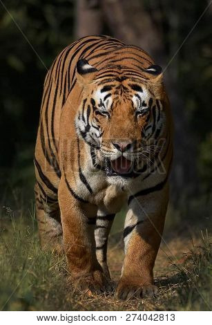 Tiger In The Nature Habitat. Tiger Male Walking Head On Composition. Wildlife Scene With Danger Anim