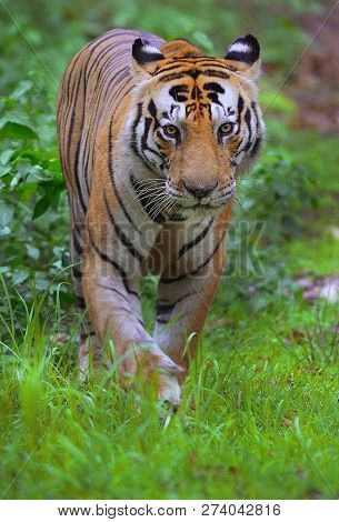 Tiger In The Nature Habitat. Tiger Male Walking Head On Composition. Wildlife Scene With Danger Anim