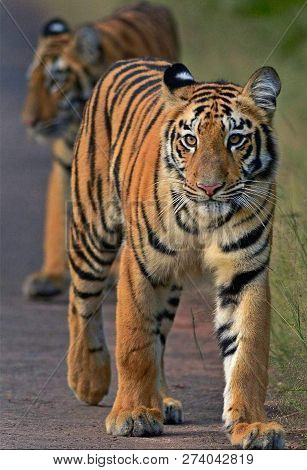 Tiger In The Nature Habitat. Tiger Male Walking Head On Composition. Wildlife Scene With Danger Anim
