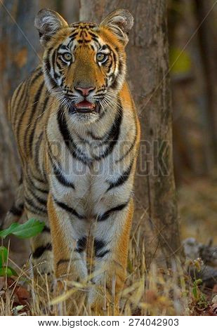 Tiger In The Nature Habitat. Tiger Male Walking Head On Composition. Wildlife Scene With Danger Anim