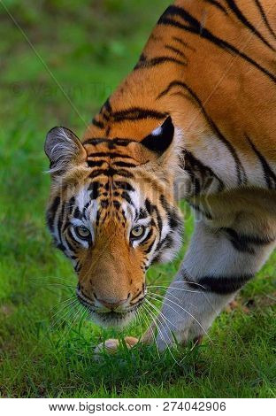 Tiger In The Nature Habitat. Tiger Male Walking Head On Composition. Wildlife Scene With Danger Anim