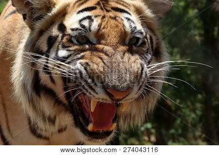Great Tiger Male In The Nature Habitat. Tiger Walk During The Golden Light Time. Wildlife Scene With